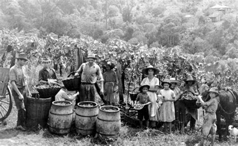 La Festa Delluva Una Tradizione Italiana In Terra Brasiliana