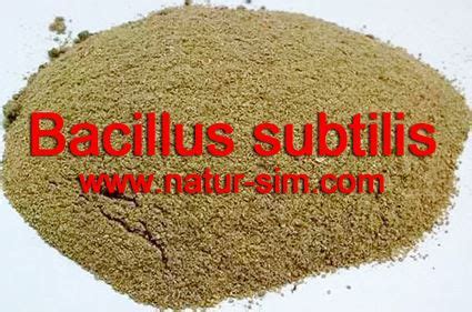 Bacillus Subtilis Knowledge Natursim Science Co Ltd