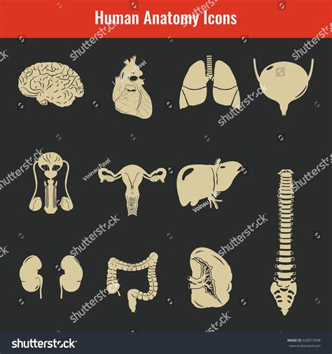 Vektor Stok Human Internal Organs Anatomy Set Vector Tanpa Royalti