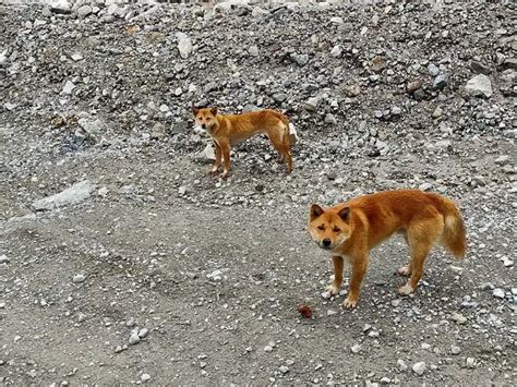 Ancient breed of singing dog spotted alive for the first time in 50 years