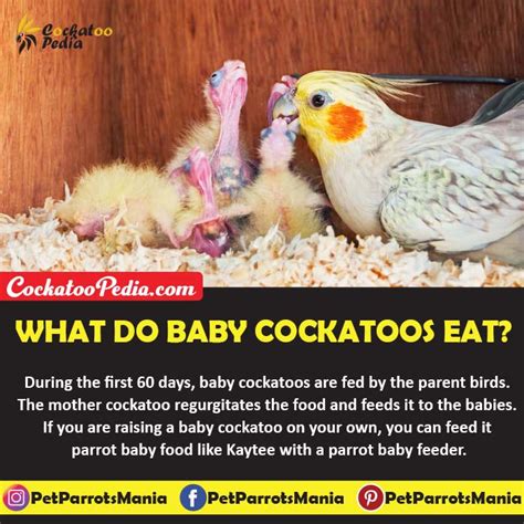 What Do Cockatoos Eat? - Cockatoo Pedia