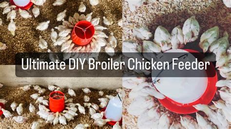 Ultimate Diy Broiler Chicken Feeder Step By Step Assembly Guide For Your Big Broiler Chicken 🐓