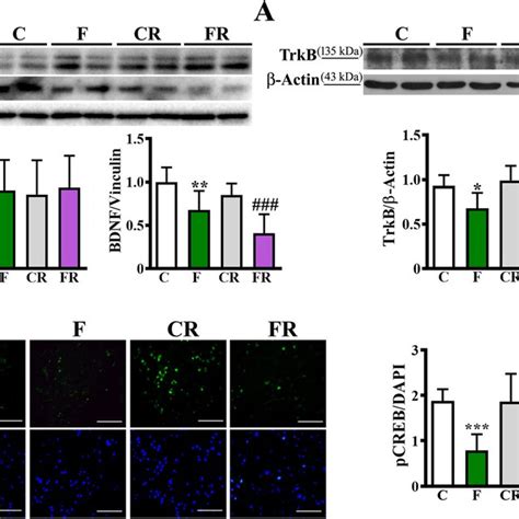 Evaluation Of Pro Ngf Trka P Ntr And Erk In Frontal Cortex