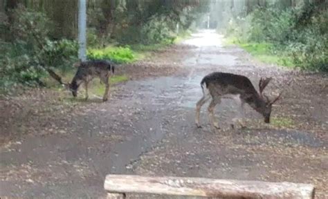 Daini Il Pericolo Resta Fregeneonline Cronaca