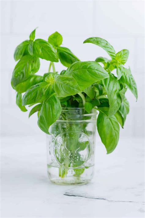 Preserve Basil Like A Pro Long Lasting Freshness Secrets