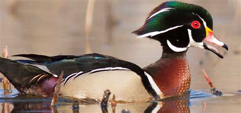 A New Vision For Waterfowl Ducks Unlimited