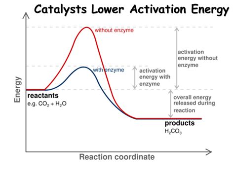 Enzymes A Cells Catalysts Presentation Biology