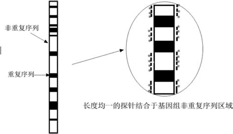 一种低成本的pmlrara融合基因快速检测探针及其制备方法和应用与流程