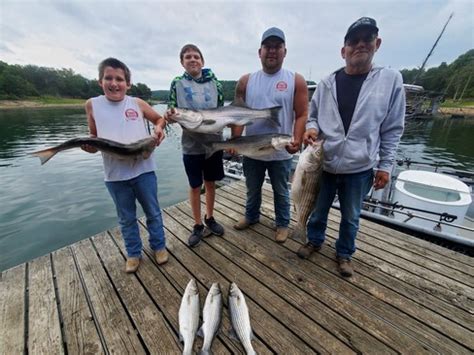 Beaver Lake Striped Bass Fishing Report Guided Striper