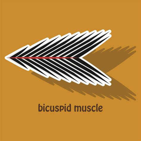 organ,internal,anatomy,bicuspid,cardio,tissue,crosssection,muscle,pump