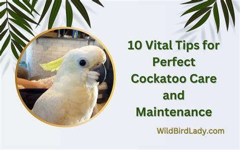 10 Vital Tips for Perfect Cockatoo Care and Maintenance