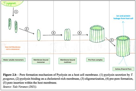 Trueperella Pyogenes Mechanisms Of Pathogenicity