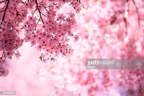 Cherry Tree Imagens E Fotografias De Stock Getty Images