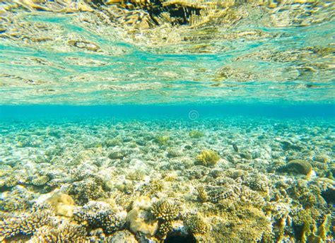 Coral Reef Under Sea Water. Stock Image - Image of marine, exotic ...