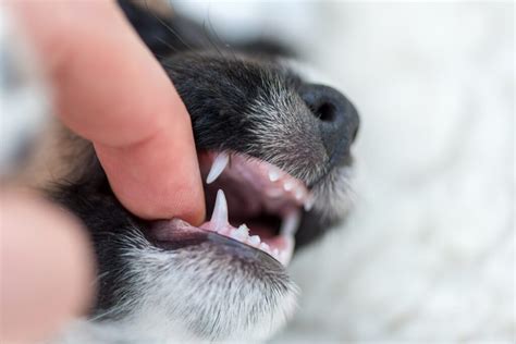 Do Puppies Lose Teeth Sahara Pines Animal Hospital