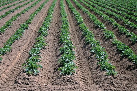 Cómo cultivar patatas Agralia Jardín