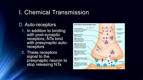 Cog Neuro Lecture #5 - Synaptic Transmission Part 1: Neurotransmitters ...