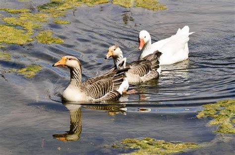 10 Domestic Goose Species & Geese Types