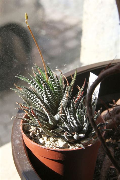 Haworthia fasciata mit Blüte Plants Planters Planter pots