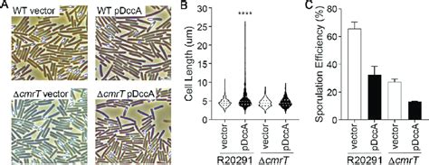 C Di Gmp Dependent Cell Chaining Is Dependent On Cmrt A And B Download Scientific Diagram