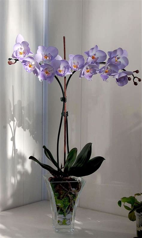 Pin By Fay Hannides On Orchids Orchid Flower Arrangements Purple