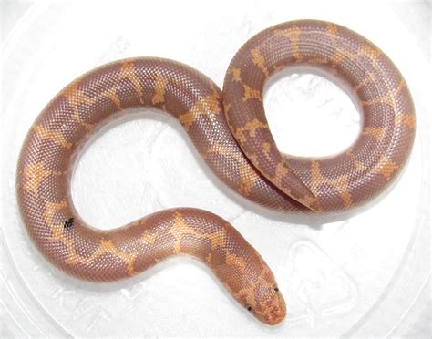 Paradox Albino 66 Het Snow Kenyan Sand Boa By Wallflower