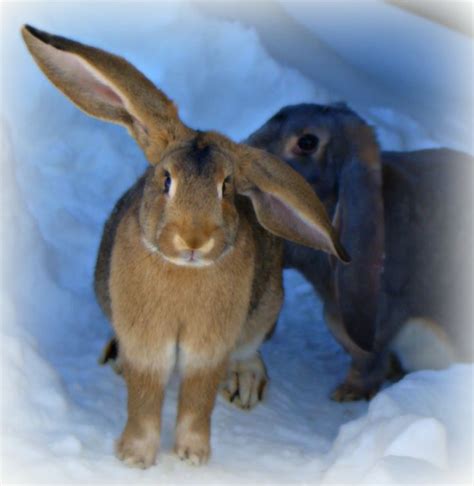 English Lopflemish Giant Marla And English Lop Lola Pet Bunny