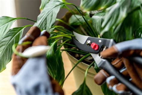 How To Prune A Peace Lily So It Looks Its Best