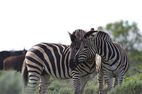 African Zebras 076 Photograph by Bob Langrish - Fine Art America