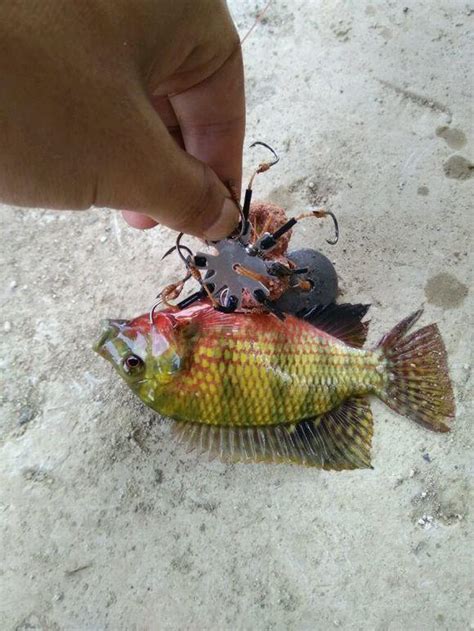 橋墩下釣魚，不僅收穫大鯉魚，還釣到許多奇怪的魚！ 每日頭條