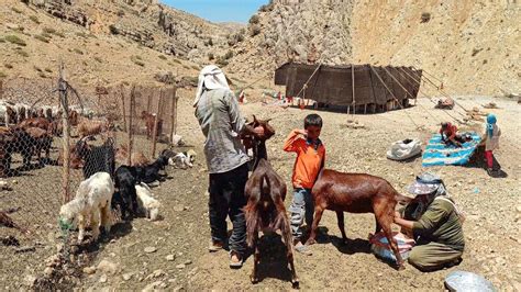 Goat Milking By A Nomadic Woman YouTube