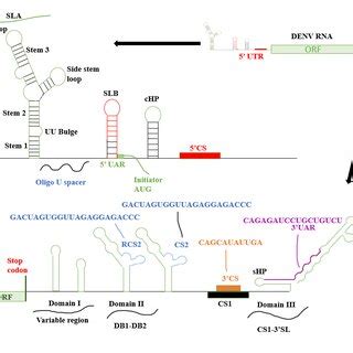 Diagrammatic Representation Of The Denv Genome Utrs And Utr