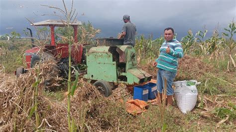 Trator massey ferguson 265 foi bater feijão no roçado no sítio limão