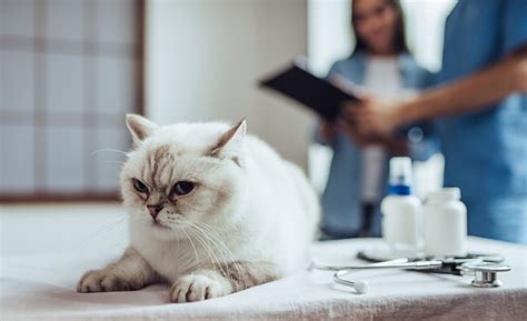 Cats And Antibiotics - What To Know - Two Crazy Cat Ladies