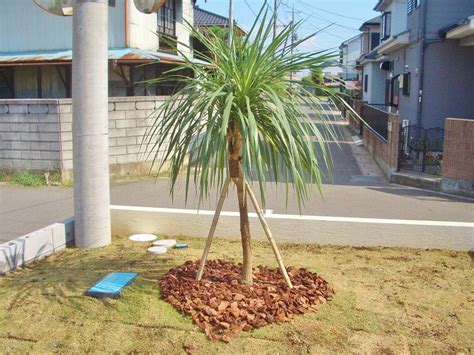 新築のお庭づくり ヤシの木を想わせるドラセナ 埼玉県久喜市 さいたま市造園業者のブログ