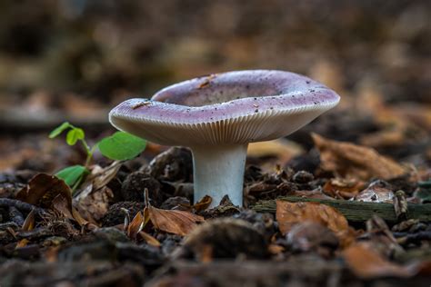 Top 5 Tips for Growing Your Own Mushrooms - Passionate About Food