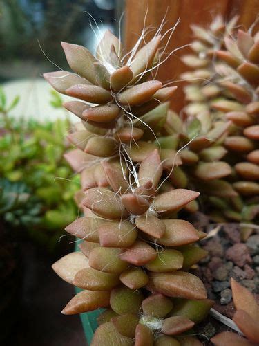 Anacampseros Filamentosa Cacti And Succulents Planting Succulents