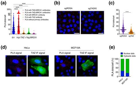 Cells Free Full Text Identification Of Brcc And Brca As