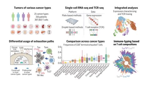 Science Pan Cancer Single Cell Landscape Of Tumor Infiltrating T