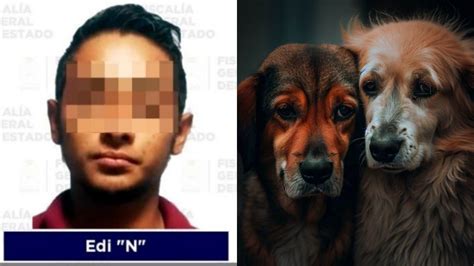 Sujeto Mata A Los Perros De Su Novia Por Venganza Ya Fue Detenido La