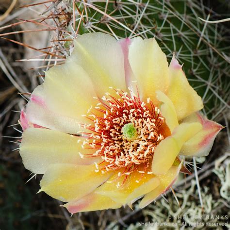 Prairie Wildflowers: Prickly Pear Cactus flowers in Grasslands National Park