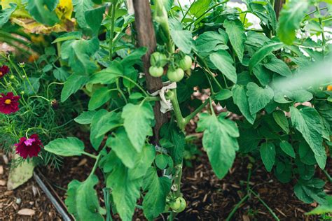 How To Stake Tomatoes