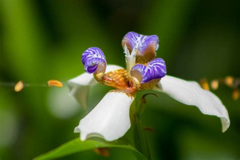 Latinoamérica Pisa Fuerte En El Ránking De Los Países Más Biodiversos