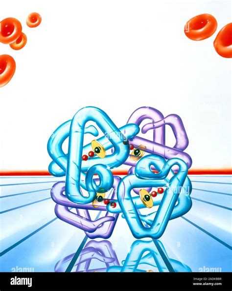 Haemoglobin Molecule Artwork Haemoglobin Is An Oxygen Carrying