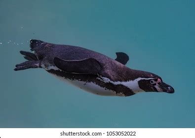 Humboldt Penguin Swimming Into Water Profile Stock Photo 1053052022 | Shutterstock