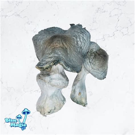 True Albino Teachers *BULK* – Blue Magic Shrooms