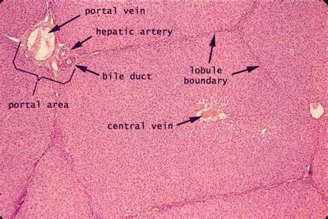 Liver Histology Portal Triad