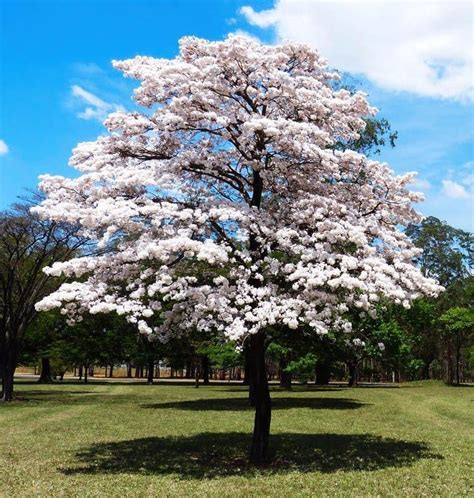 100 Sementes Ipê Branco Tabebuia Roseoalba Árvore Nativ 2017 R 1299