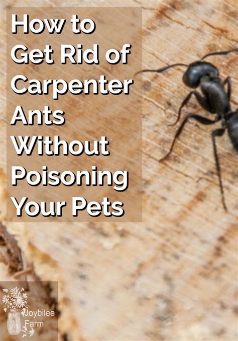 How To Get Rid Of Carpenter Ants Without Poisoning Your Pets