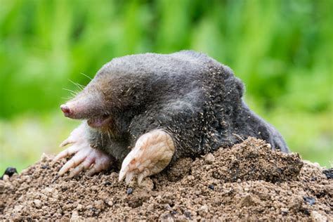 Mole Peeking From The Mole Hill In The Garden Stock Photo - Download ...